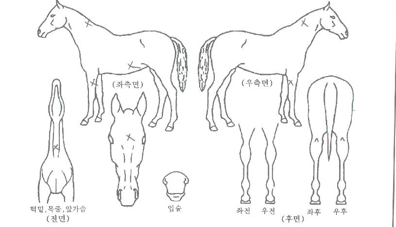 ťƮ°¡ÀÌÀÇ Ãø¸é,¿ì¸é,µÞ¸é,µÎ»ó,´Ù¸®ÀÇ Æ¯Â¡µµÇØ
