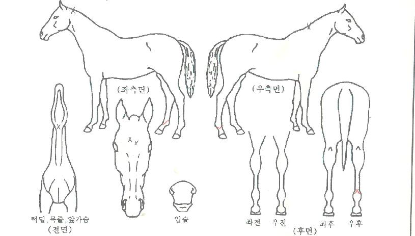 »÷µå¿ùµåÀÚ¸¶ÀÇ Ãø¸é,¿ì¸é,µÞ¸é,µÎ»ó,´Ù¸®ÀÇ Æ¯Â¡µµÇØ