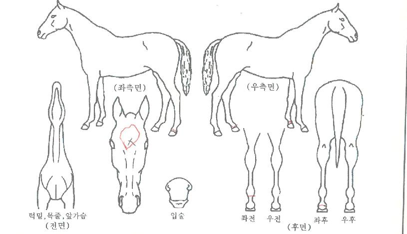 ��ǳ���� ����,���,�޸�,�λ�,�ٸ��� Ư¡����