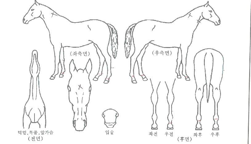 ���������ڸ��� ����,���,�޸�,�λ�,�ٸ��� Ư¡����