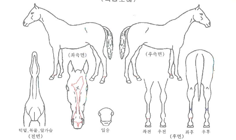 ºê¶óÀÌÆ®ºòÅÍÀÇ Ãø¸é,¿ì¸é,µÞ¸é,µÎ»ó,´Ù¸®ÀÇ Æ¯Â¡µµÇØ