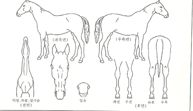 ����������� ����,���,�޸�,�λ�,�ٸ��� Ư¡����