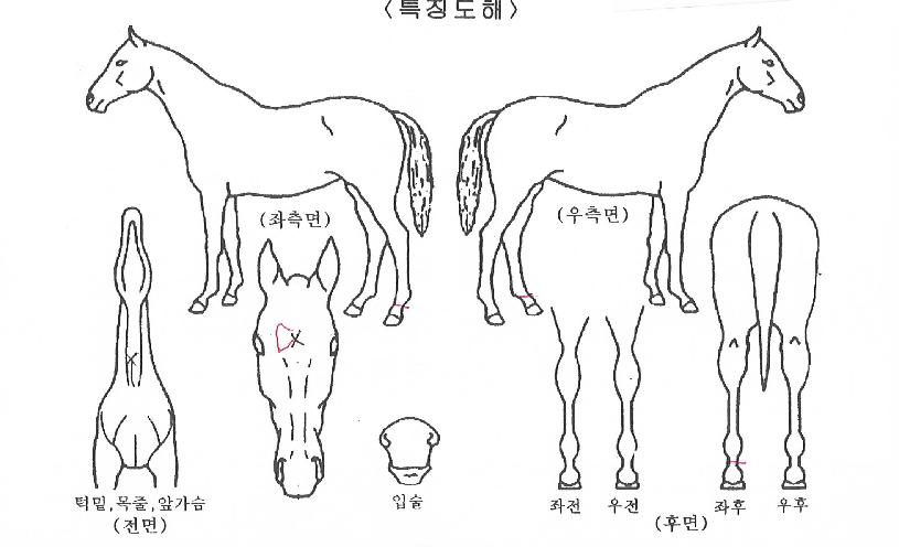 ��Ÿ������ ����,���,�޸�,�λ�,�ٸ��� Ư¡����