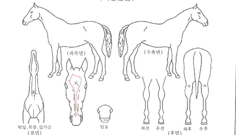 �̱׷����ÿ츣���ڸ��� ����,���,�޸�,�λ�,�ٸ��� Ư¡����