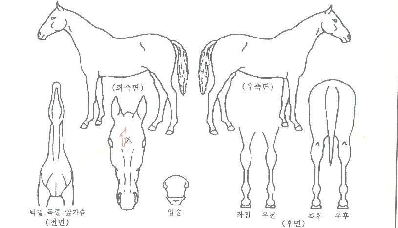 ¿ÃÀ§µå¹ÌÀÚ¸¶ÀÇ Ãø¸é,¿ì¸é,µÞ¸é,µÎ»ó,´Ù¸®ÀÇ Æ¯Â¡µµÇØ