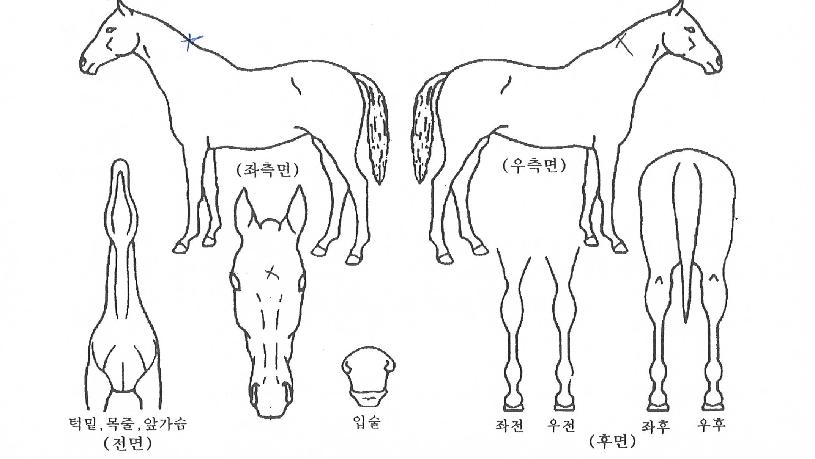 �����ӽ��� ����,���,�޸�,�λ�,�ٸ��� Ư¡����