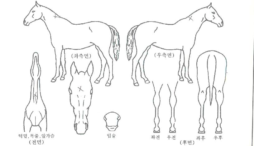 ¿µ±¤ÀǶóÀÌ´õÀÇ Ãø¸é,¿ì¸é,µÞ¸é,µÎ»ó,´Ù¸®ÀÇ Æ¯Â¡µµÇØ