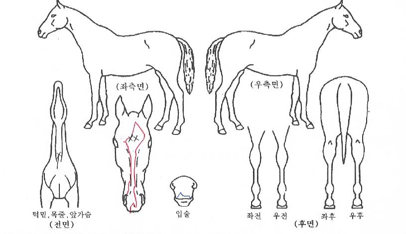 ±âŸ¸®½ºÆ®ÀÇ Ãø¸é,¿ì¸é,µÞ¸é,µÎ»ó,´Ù¸®ÀÇ Æ¯Â¡µµÇØ