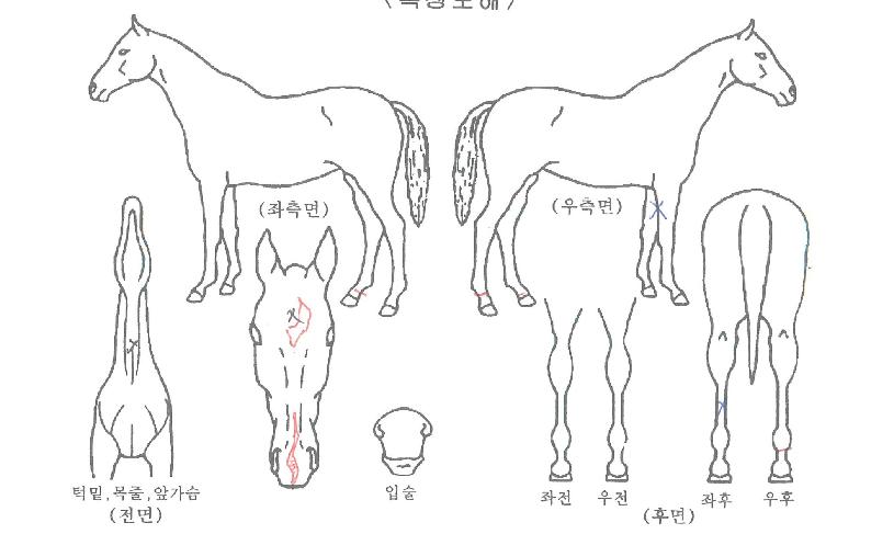 ȸ�η��� ����,���,�޸�,�λ�,�ٸ��� Ư¡����