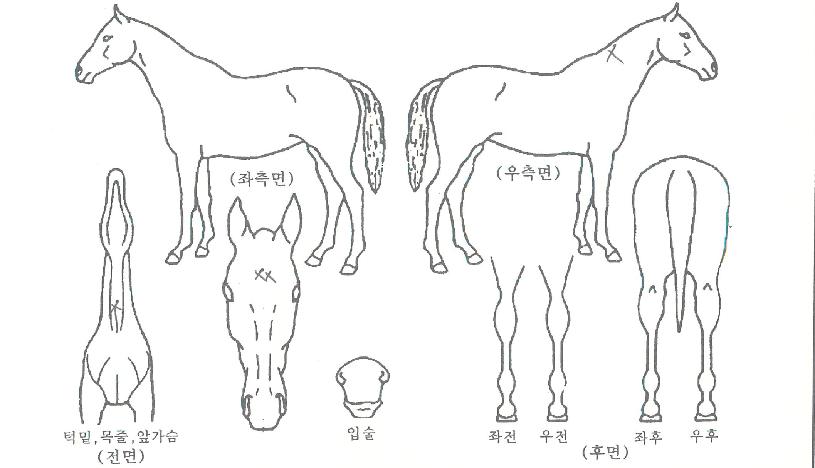 ���õ��ڸ��� ����,���,�޸�,�λ�,�ٸ��� Ư¡����