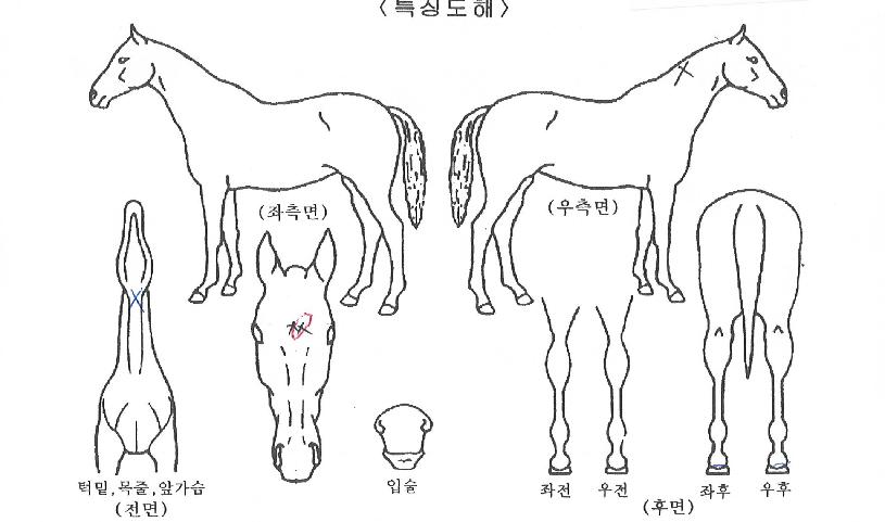 ÄÉÀÌ¿£ÆÄÅ©ÀÇ Ãø¸é,¿ì¸é,µÞ¸é,µÎ»ó,´Ù¸®ÀÇ Æ¯Â¡µµÇØ