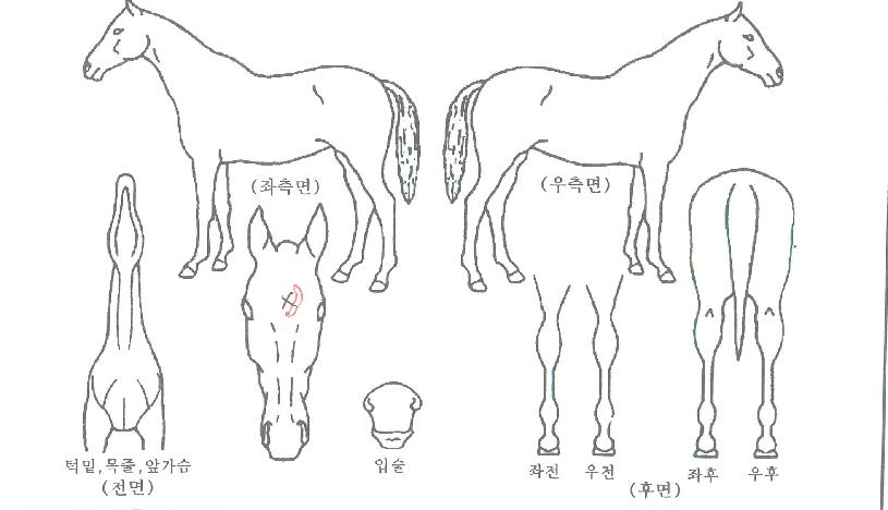 ��ƶ󺸾��� ����,���,�޸�,�λ�,�ٸ��� Ư¡����