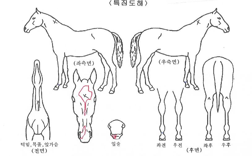 ���̾��� ����,���,�޸�,�λ�,�ٸ��� Ư¡����