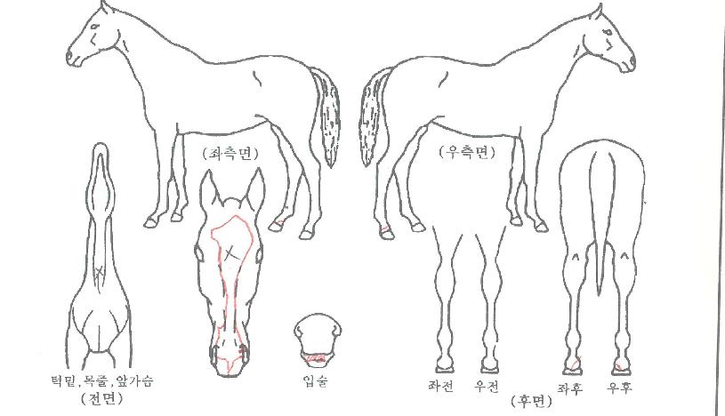 ���°����ڸ��� ����,���,�޸�,�λ�,�ٸ��� Ư¡����