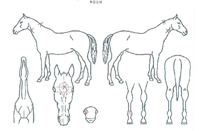 ¾îµð°¡³ªÀÇ Ãø¸é,¿ì¸é,µÞ¸é,µÎ»ó,´Ù¸®ÀÇ Æ¯Â¡µµÇØ