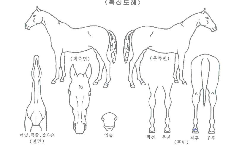 �۷ι������� ����,���,�޸�,�λ�,�ٸ��� Ư¡����