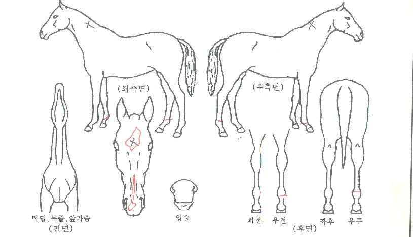 ���̿��÷����� ����,���,�޸�,�λ�,�ٸ��� Ư¡����