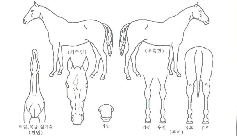 ÄíµçÇïÇÁ¸¶À̼¿ÇÁÀÚ¸¶ÀÇ Ãø¸é,¿ì¸é,µÞ¸é,µÎ»ó,´Ù¸®ÀÇ Æ¯Â¡µµÇØ