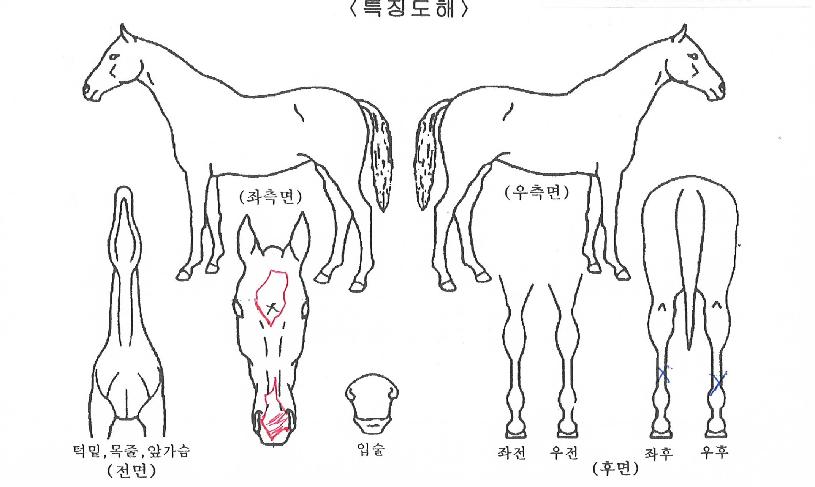 �󺻹ٴ��� ����,���,�޸�,�λ�,�ٸ��� Ư¡����