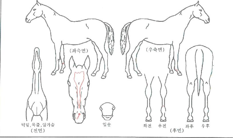 °ñµåÆÄ¿îƾÀÇ Ãø¸é,¿ì¸é,µÞ¸é,µÎ»ó,´Ù¸®ÀÇ Æ¯Â¡µµÇØ