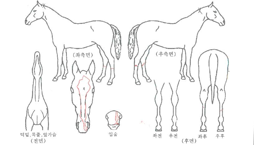 ����Ǯ�ǽ��� ����,���,�޸�,�λ�,�ٸ��� Ư¡����