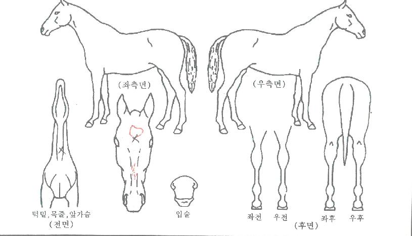 �������ű��� ����,���,�޸�,�λ�,�ٸ��� Ư¡����