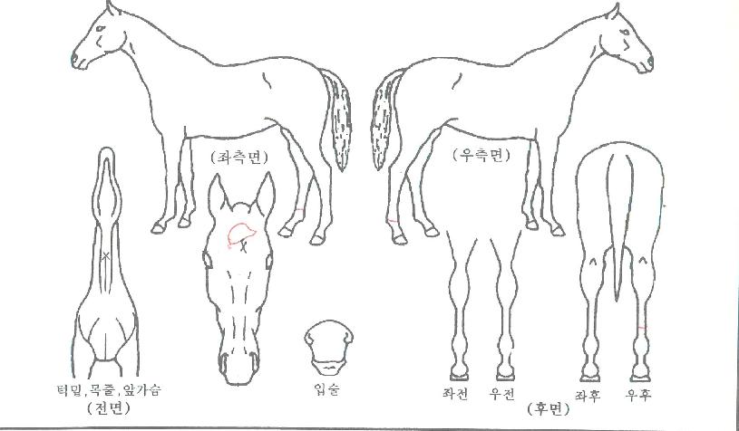 �����ڵ��� ����,���,�޸�,�λ�,�ٸ��� Ư¡����