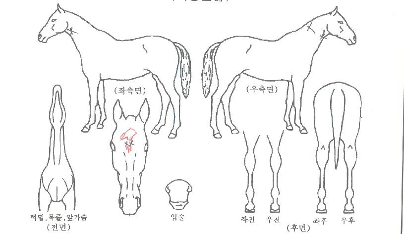 ¸Å±Û·¹ºêÁ¶ÀÌÀÇ Ãø¸é,¿ì¸é,µÞ¸é,µÎ»ó,´Ù¸®ÀÇ Æ¯Â¡µµÇØ