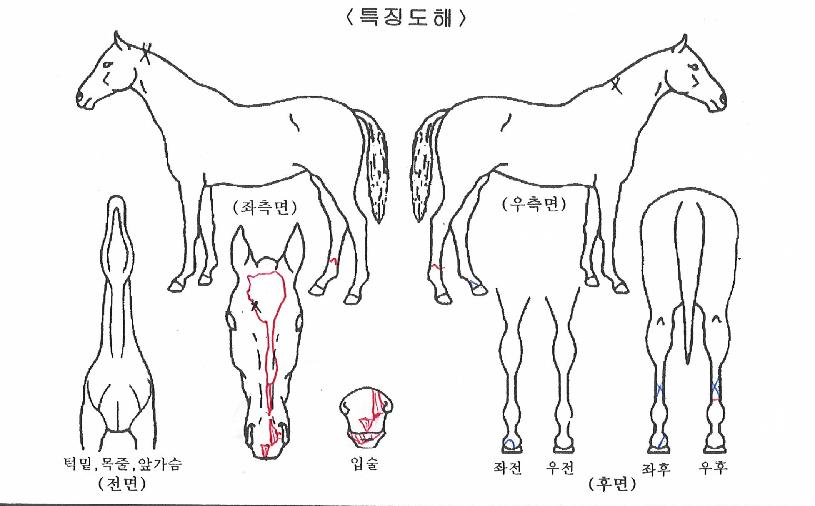 ·¹ÀüµåºÎ¾î½ºÀÇ Ãø¸é,¿ì¸é,µÞ¸é,µÎ»ó,´Ù¸®ÀÇ Æ¯Â¡µµÇØ