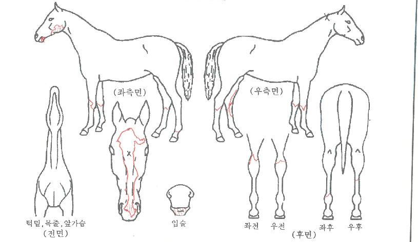 ������Ŀ�� ����,���,�޸�,�λ�,�ٸ��� Ư¡����