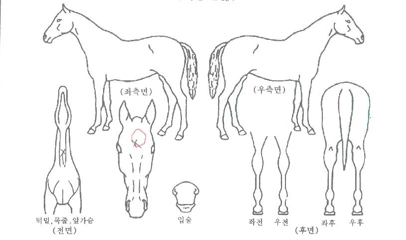 ������Ʈĸƾ�� ����,���,�޸�,�λ�,�ٸ��� Ư¡����