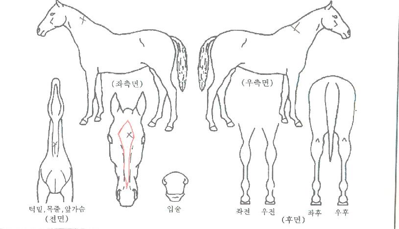 �޴�ĳ���� ����,���,�޸�,�λ�,�ٸ��� Ư¡����