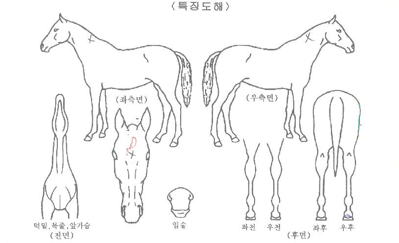 �½��Ŀ��� ����,���,�޸�,�λ�,�ٸ��� Ư¡����