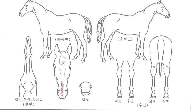 ���ʷ��ڸ��� ����,���,�޸�,�λ�,�ٸ��� Ư¡����