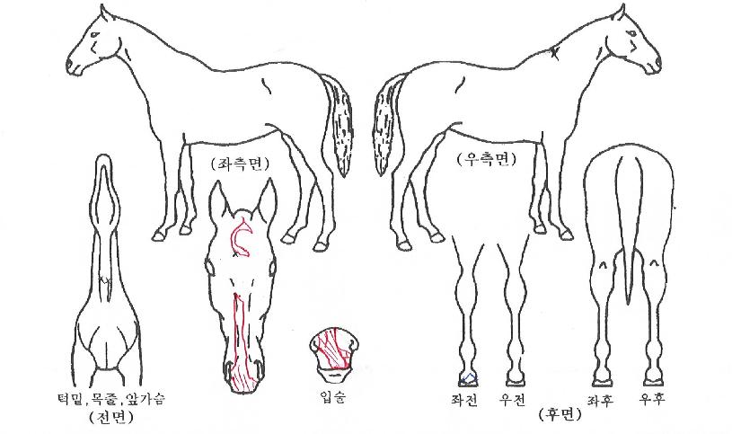 ���ø�Ʈ�Ƴ��� ����,���,�޸�,�λ�,�ٸ��� Ư¡����