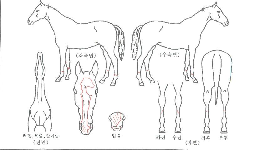¿¡À̽º¼Ö·Î¸óÀÇ Ãø¸é,¿ì¸é,µÞ¸é,µÎ»ó,´Ù¸®ÀÇ Æ¯Â¡µµÇØ