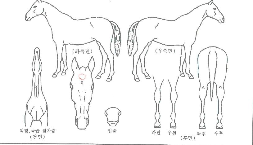 õ¸¶Åõµ¥ÀÌÀÇ Ãø¸é,¿ì¸é,µÞ¸é,µÎ»ó,´Ù¸®ÀÇ Æ¯Â¡µµÇØ