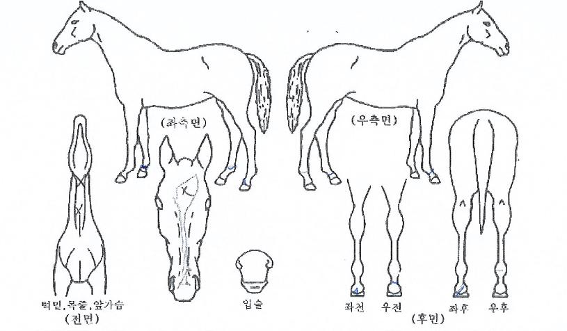 õ���� ����,���,�޸�,�λ�,�ٸ��� Ư¡����