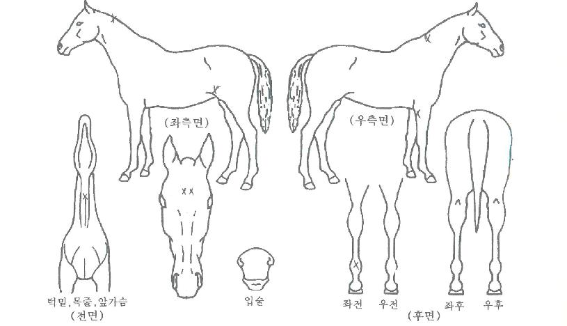 ºòÇã±×ÀÇ Ãø¸é,¿ì¸é,µÞ¸é,µÎ»ó,´Ù¸®ÀÇ Æ¯Â¡µµÇØ