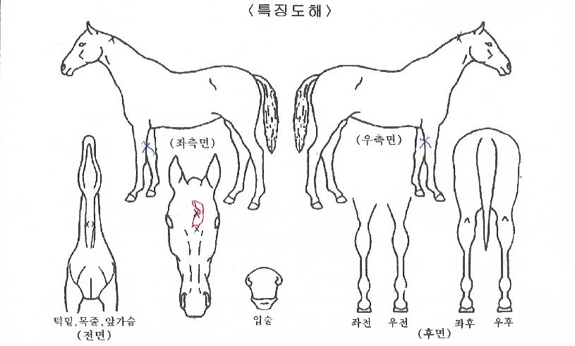 ������Ĺ�� ����,���,�޸�,�λ�,�ٸ��� Ư¡����