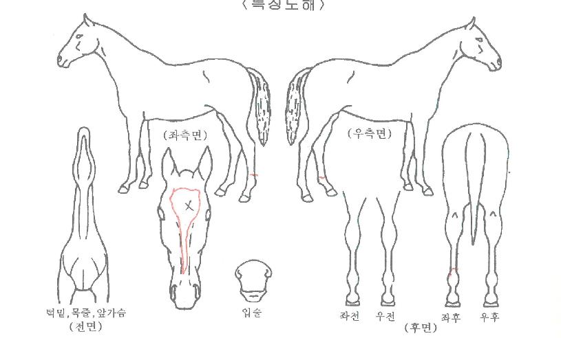 »õ³»¹Ì³àÀÇ Ãø¸é,¿ì¸é,µÞ¸é,µÎ»ó,´Ù¸®ÀÇ Æ¯Â¡µµÇØ