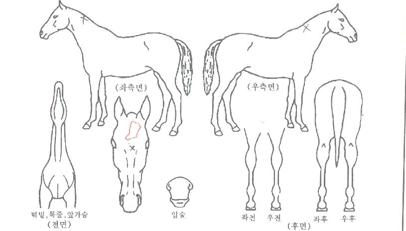 ¿ùµåÇöó¿öÀÇ Ãø¸é,¿ì¸é,µÞ¸é,µÎ»ó,´Ù¸®ÀÇ Æ¯Â¡µµÇØ