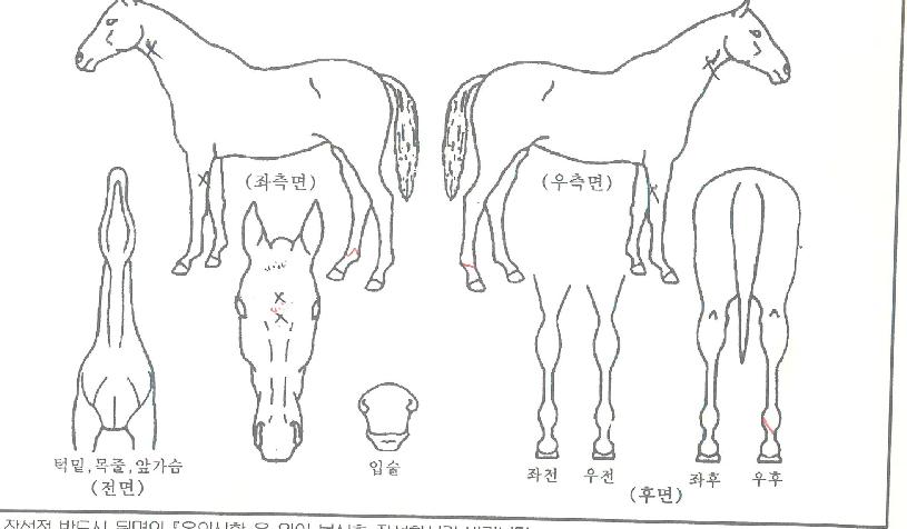 ¸¶½ºÅÍÄýÀÇ Ãø¸é,¿ì¸é,µÞ¸é,µÎ»ó,´Ù¸®ÀÇ Æ¯Â¡µµÇØ