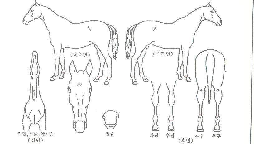 ÃÖ°µÎµå¸²ÀÇ Ãø¸é,¿ì¸é,µÞ¸é,µÎ»ó,´Ù¸®ÀÇ Æ¯Â¡µµÇØ