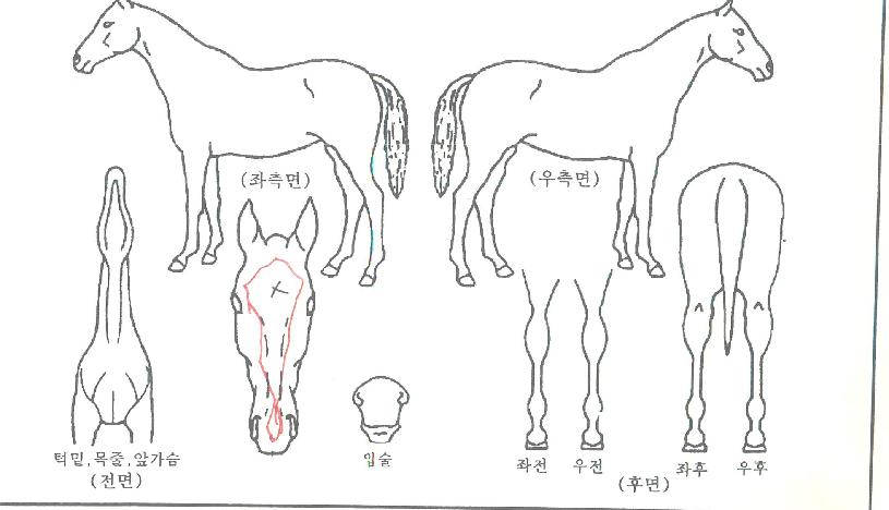 ¹é¼³ÄýÀÇ Ãø¸é,¿ì¸é,µÞ¸é,µÎ»ó,´Ù¸®ÀÇ Æ¯Â¡µµÇØ