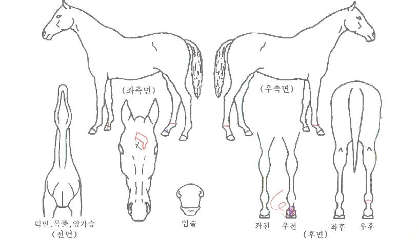 èÇǾ𰡹®ÀÇ Ãø¸é,¿ì¸é,µÞ¸é,µÎ»ó,´Ù¸®ÀÇ Æ¯Â¡µµÇØ