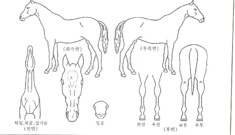 ���׵������� ����,���,�޸�,�λ�,�ٸ��� Ư¡����