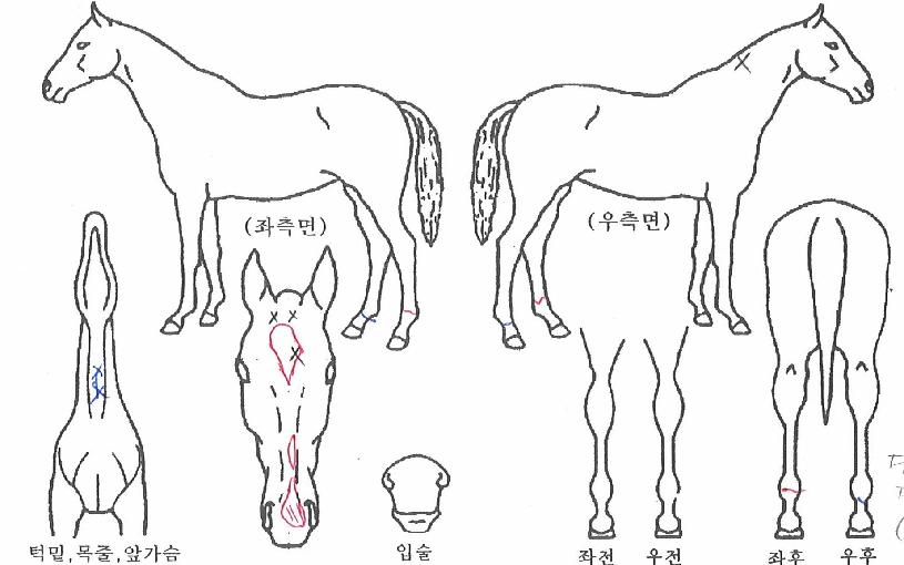 ºòÅ丮»ùÀÇ Ãø¸é,¿ì¸é,µÞ¸é,µÎ»ó,´Ù¸®ÀÇ Æ¯Â¡µµÇØ