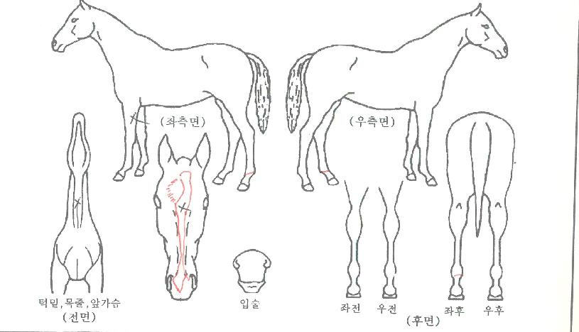 ����Ÿ��ź�� ����,���,�޸�,�λ�,�ٸ��� Ư¡����