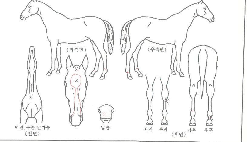 ´ÙÀ̾ƸóÁîÀδõ½ºÀÚ¸¶ÀÇ Ãø¸é,¿ì¸é,µÞ¸é,µÎ»ó,´Ù¸®ÀÇ Æ¯Â¡µµÇØ